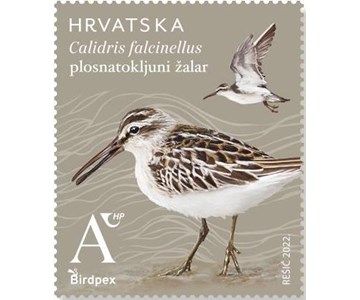 BIRDPEX – zaštićene vrste ptica, plosnatokljuni žalar 