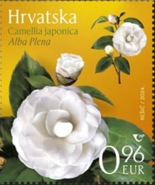 HRVATSKA FLORA – KAMELIJE, Alba Plena