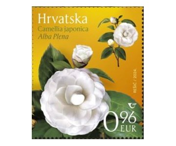 HRVATSKA FLORA – KAMELIJE, Alba Plena