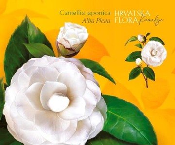 HRVATSKA FLORA – KAMELIJE 