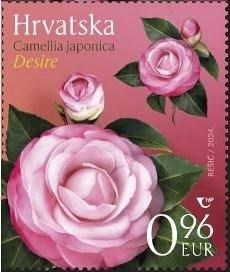 HRVATSKA FLORA – KAMELIJE, Desire