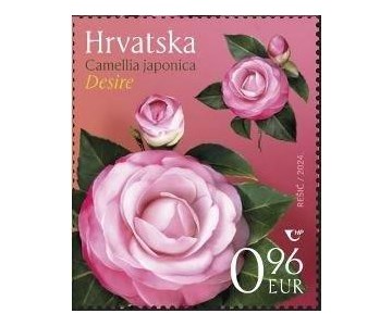 HRVATSKA FLORA – KAMELIJE