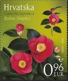 HRVATSKA FLORA – KAMELIJE, Rubra Simplex