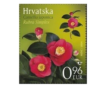 HRVATSKA FLORA – KAMELIJE, Rubra Simplex