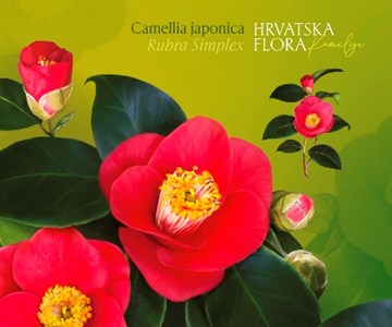 HRVATSKA FLORA – KAMELIJE 