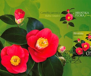 HRVATSKA FLORA – KAMELIJE 