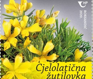 Cjelolatična žutilovka (Genista holopetala (Koch) Bald.)