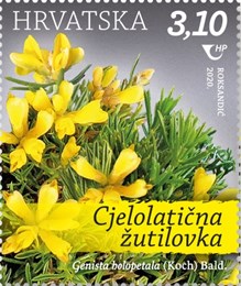 Cjelolatična žutilovka (Genista holopetala (Koch) Bald.)