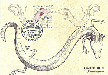 HRVATSKA FAUNA - VODOZEMCI, Čovječja ribica 