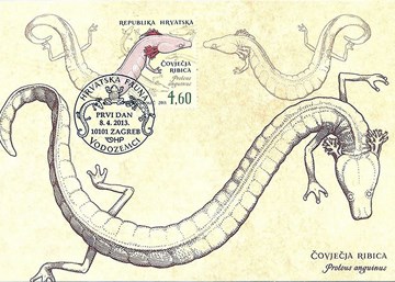 HRVATSKA FAUNA - VODOZEMCI, Čovječja ribica 