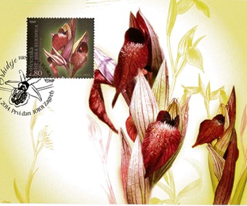 HRVATSKA FLORA – ENDEMIČNE ORHIDEJE, Istarska kukavica (MC)