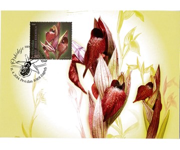 HRVATSKA FLORA – ENDEMIČNE ORHIDEJE, Istarska kukavica (MC)