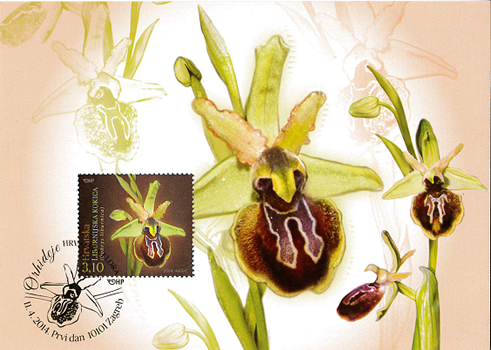 HRVATSKA FLORA – ENDEMIČNE ORHIDEJE, Liburnijska kokica (MC)