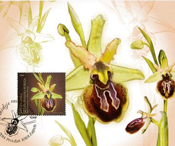 HRVATSKA FLORA – ENDEMIČNE ORHIDEJE, Liburnijska kokica (MC)