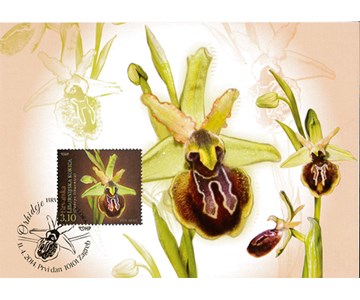 HRVATSKA FLORA – ENDEMIČNE ORHIDEJE, Liburnijska kokica (MC)