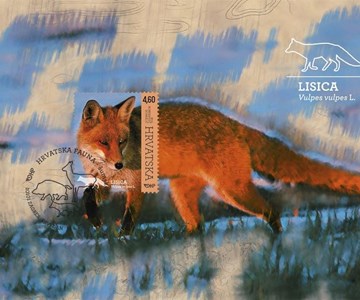HRVATSKA FAUNA – ŠUMSKE ŽIVOTINJE, LISICA