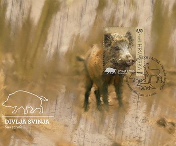 HRVATSKA FAUNA – ŠUMSKE ŽIVOTINJE, DIVLJA SVINJA