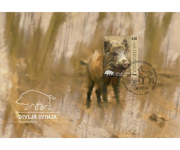 HRVATSKA FAUNA – ŠUMSKE ŽIVOTINJE, DIVLJA SVINJA