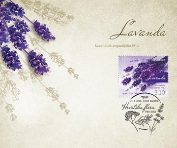 HRVATSKA FLORA - LAVANDA