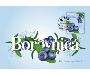 HRVATSKA FLORA - Borovnica