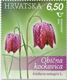 Obična kockavica (Fritillaria meleagris L.)