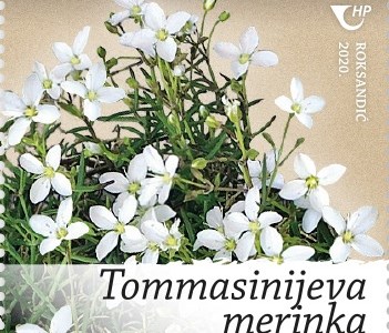 Tommasinijeva merinka (Moehringia tommasinii Marches.)