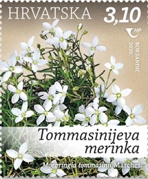 Tommasinijeva merinka (Moehringia tommasinii Marches.)