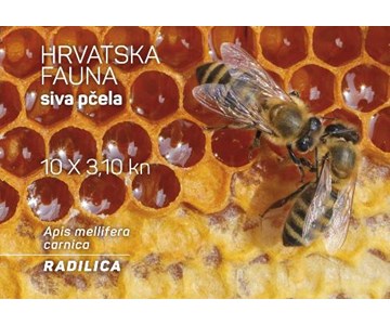 HRVATSKA FAUNA – SIVA PČELA, radilica