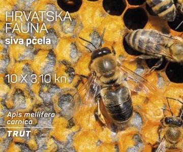 HRVATSKA FAUNA – SIVA PČELA, trut