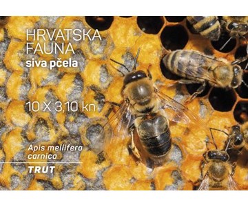 HRVATSKA FAUNA – SIVA PČELA, trut