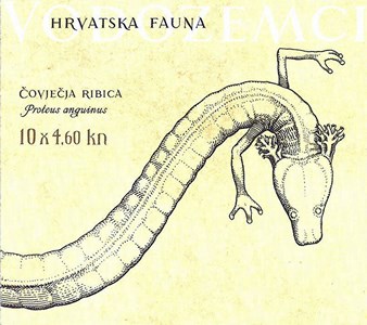 HRVATSKA FAUNA - VODOZEMCI, Čovječja ribica 