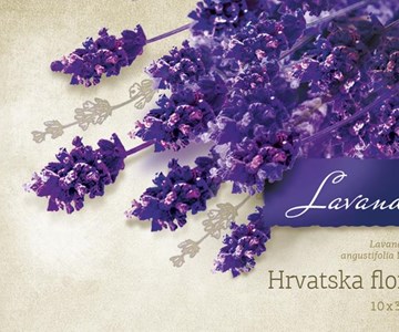 HRVATSKA FLORA - LAVANDA