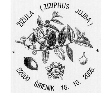 ŽIŽULA (ZIZIPHUS JUJBA)